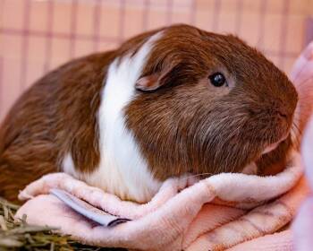 Rescue Guinea Pig Guinea Pigs for Adoption in Boston, Massachusetts - SNICKERS | PetCurious